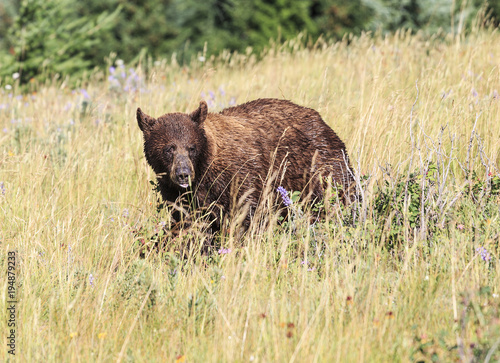 Bear in the Waterton national park, Canada
