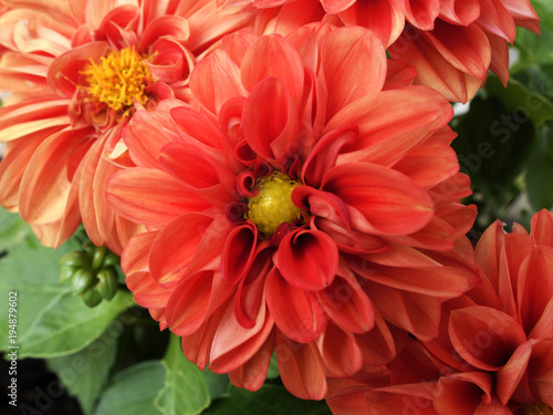 Bluehende Dahlie mit roten Bluetenblaettern  Flowering dahlia with red flower leaves