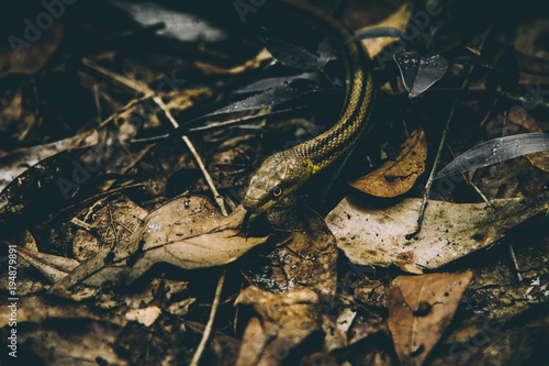 Slippery Snake