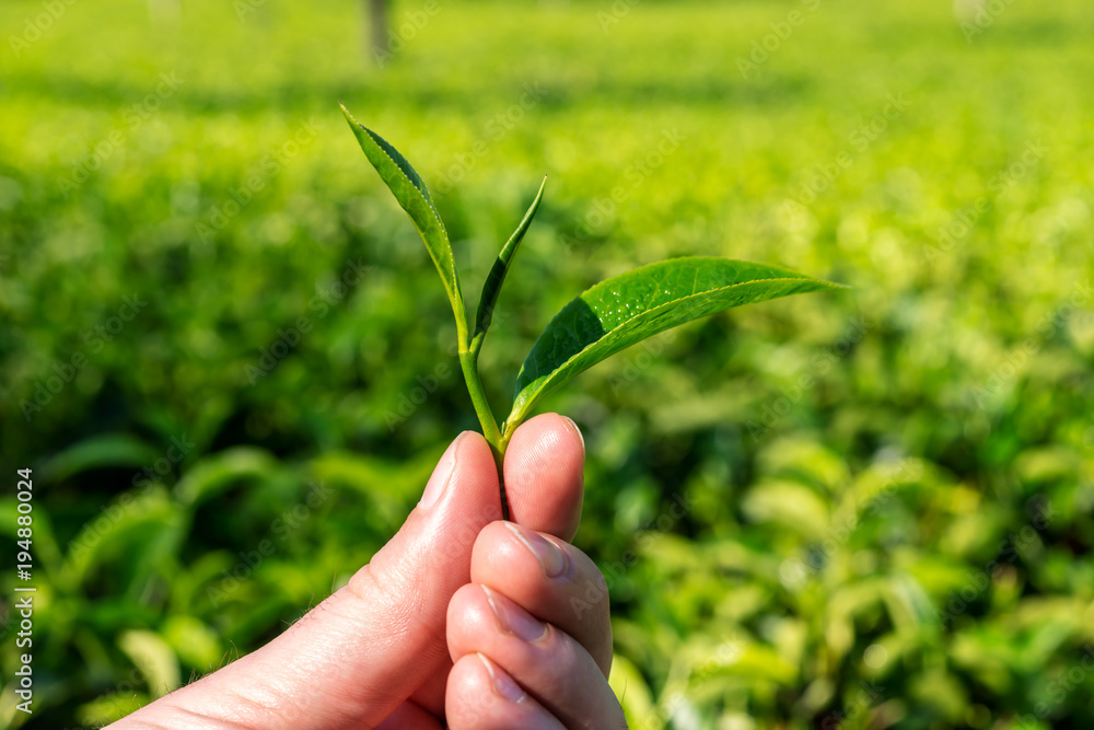 Hands holding a fresh tea leaves on the tea plantation, Sri Lanka Hands holding a fresh tea leaves on the tea plantation, Sri Lanka