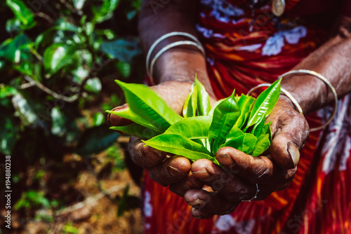 Hands  holding a fresh tea leaves on the tea plantation, Sri Lanka