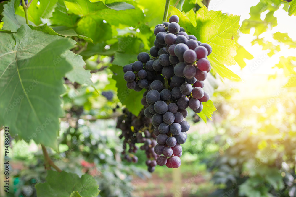 Grape Blurry Background,Grapes hanging on tree select focus and fair light