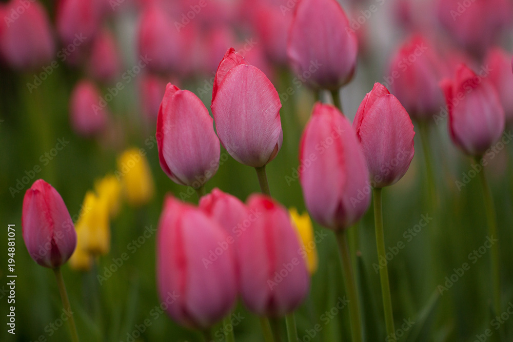 beautiful bright red and yellow tulips