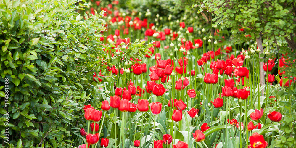 beautiful bright red tulips growing in a park among shrubs and trees