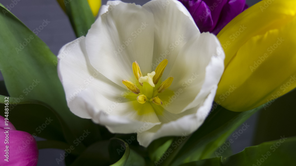 Fototapeta premium multi-colored tulips...