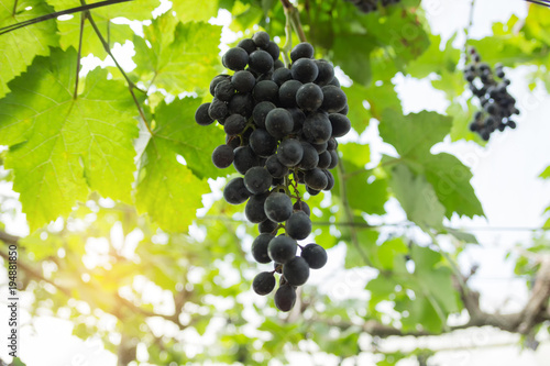 Grape Blurry Background,Grapes hanging on tree select focus and fair light