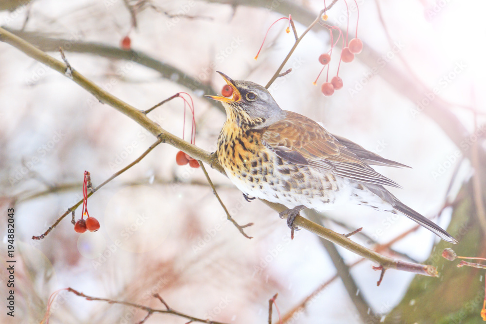 wild bird swallowing red berries with sunny hotspot