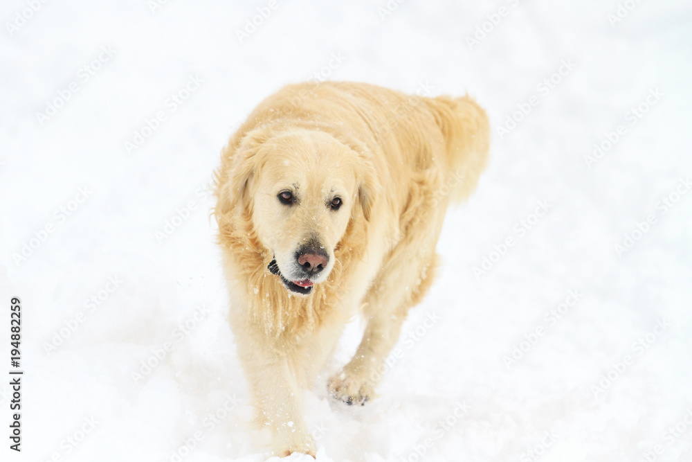 labrador running on the white snow
