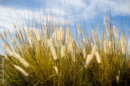 low level view of cluster of yellow reeds against a blue sky background