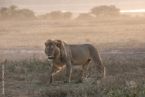 Fototapeta Naklejka Na Ścianę i Meble -  African lion free roaming portrait