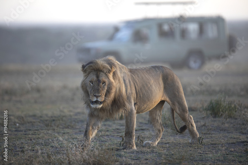 African lion free roaming portrait © Pedro Bigeriego