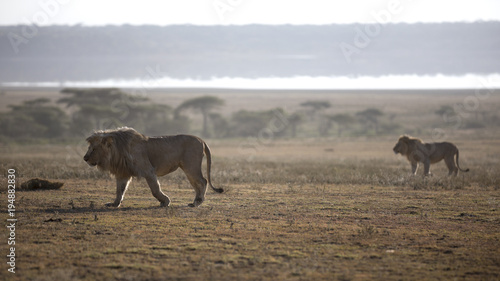 Fototapeta Naklejka Na Ścianę i Meble -  African lion free roaming portrait