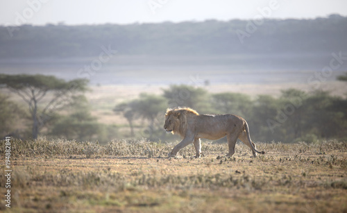 Fototapeta Naklejka Na Ścianę i Meble -  African lion free roaming portrait