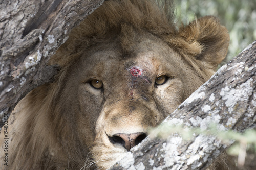 Fototapeta Naklejka Na Ścianę i Meble -  African lion free roaming portrait