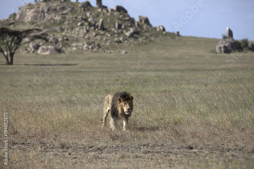 Fototapeta Naklejka Na Ścianę i Meble -  African lion free roaming portrait