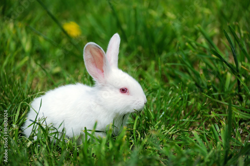 Little rabbit on the field in summer