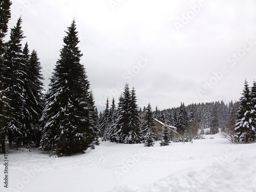 Nature covered in snow during winter. Slovakia 