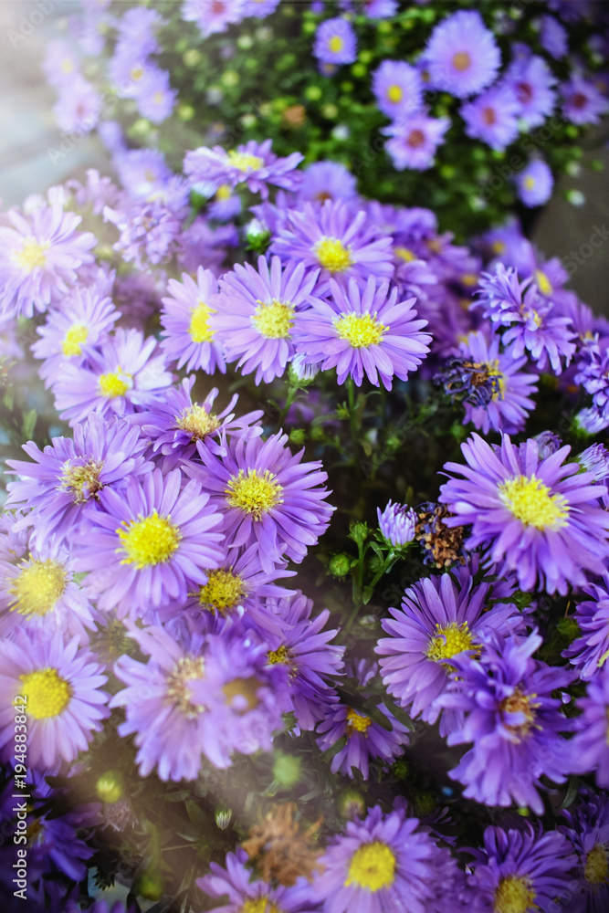 Sunlight Shining Over Pink Spring Blossoms Background