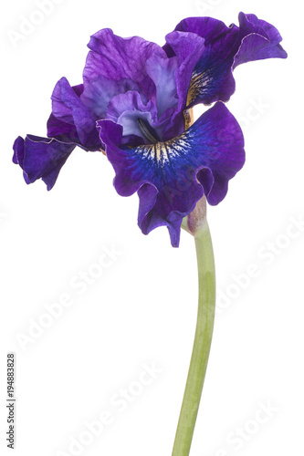 Fototapeta Naklejka Na Ścianę i Meble -  iris flower isolated