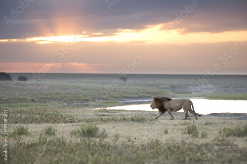 Fototapeta Naklejka Na Ścianę i Meble -  Portrait of free roaming african lion