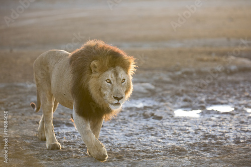 Fototapeta Naklejka Na Ścianę i Meble -  Portrait of free roaming african lion