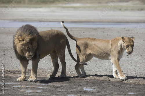 Fototapeta Naklejka Na Ścianę i Meble -  Portrait of free roaming african lion