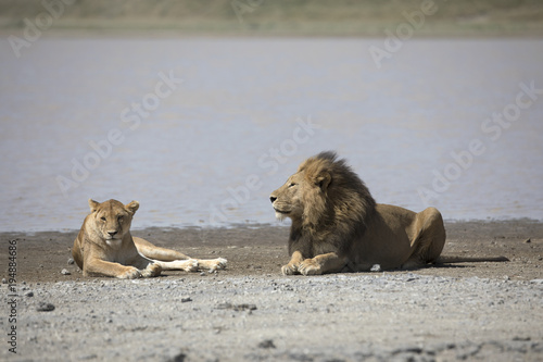 Fototapeta Naklejka Na Ścianę i Meble -  Portrait of free roaming african lion