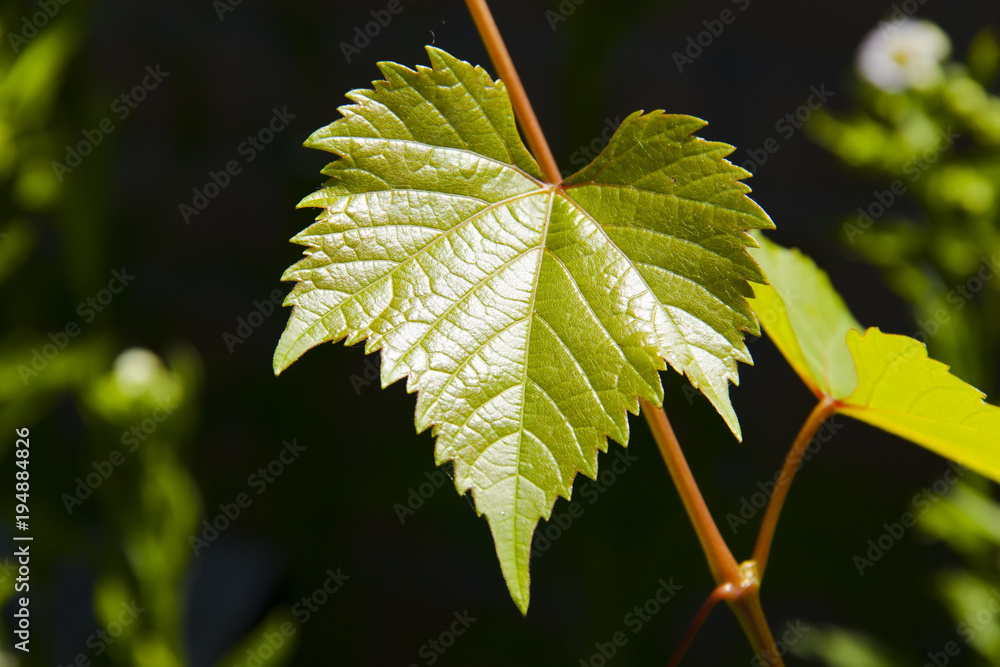 Tender grape leaves. Tender grape leaves.