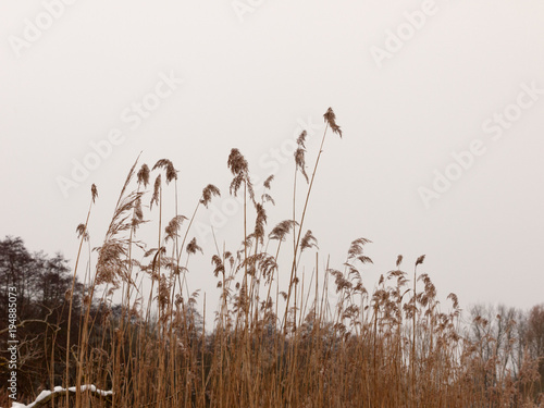 reeds outside with white sky snow background nature winter