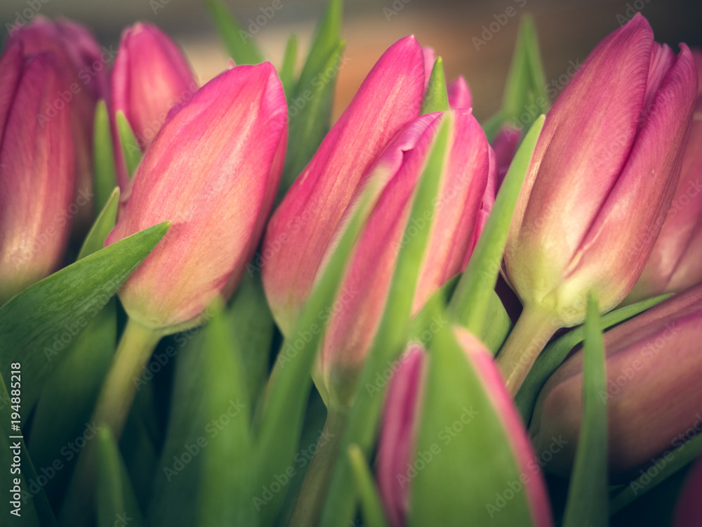 Bouquet of spring, colorful and bright tulips. Background, banner Bouquet of spring, colorful and bright tulips. Background, banner