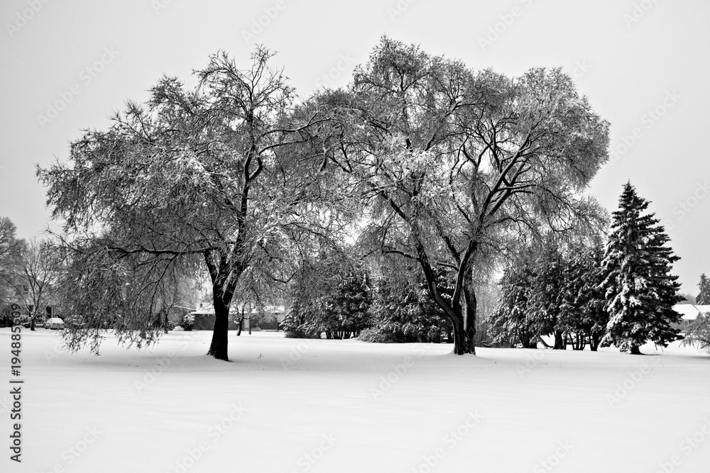 SNOW COVERED TREES IN FIELD