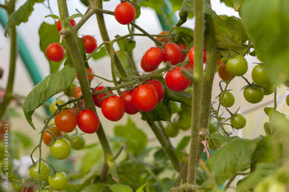 ripe and unripe tomato on a branch ripe and unripe tomato on a branch