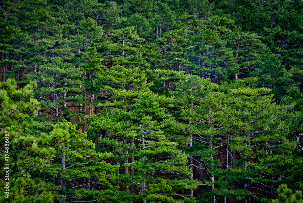  Pine forest