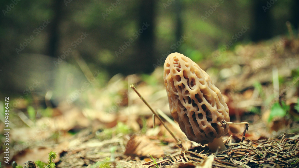 Obraz premium Morel mushroom