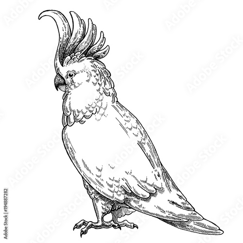 Zoo. African fauna. Cockatoo, bird, parrot. Hand drawn illustration for tattoo design, emblem, badge, t-shirt print. Engraving of wild animal. Classic vintage style image.