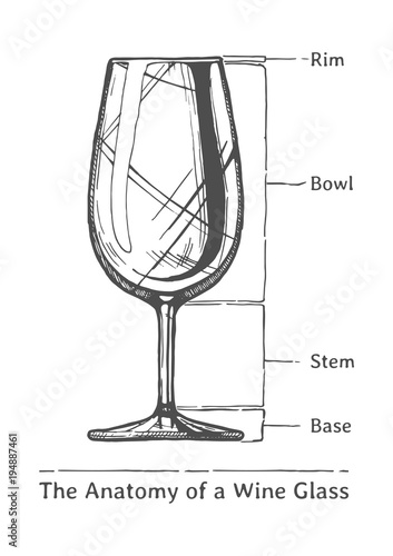 Infographic of Wine Glass