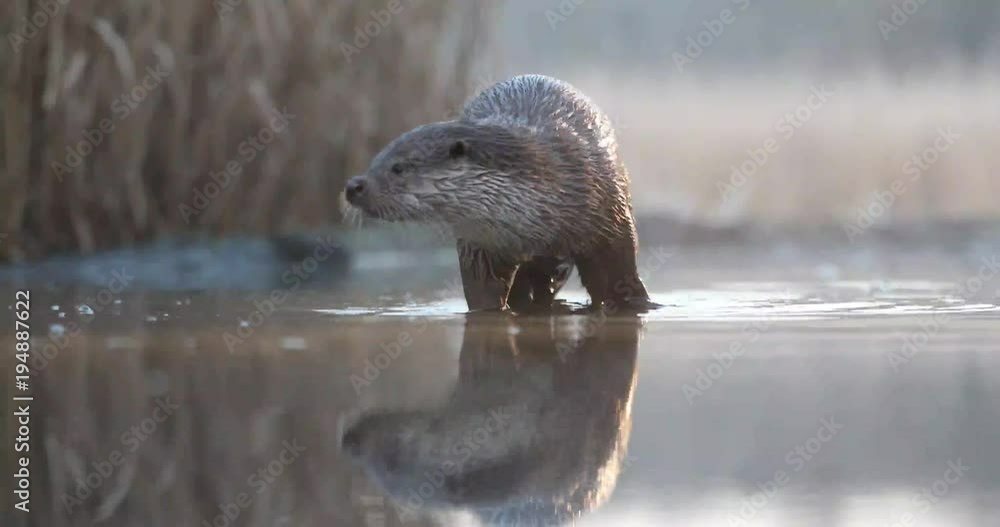 Fischotter (Lutra lutra) jagt am Tage Weißfische
