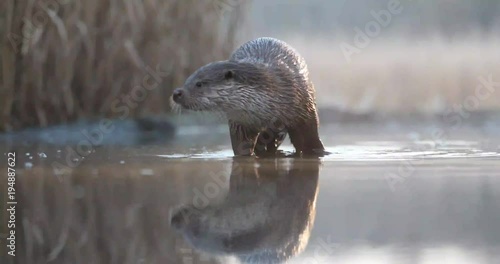 Fischotter (Lutra lutra) jagt am Tage Weißfische
