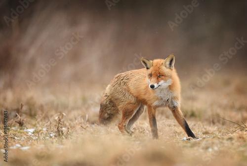 Fox (Vulpes vulpes) © Piotr Krzeslak