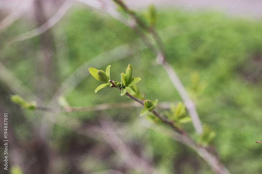 Landscape is summer. Green trees and grass in a countryside land Landscape is summer. Green trees and grass in a countryside land