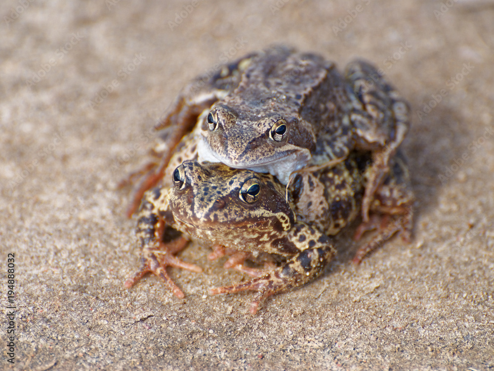 Couple of frogs, probably Rana temporaria or Common frog mating at sunny spring day Couple of frogs, probably Rana temporaria or Common frog mating at sunny spring day