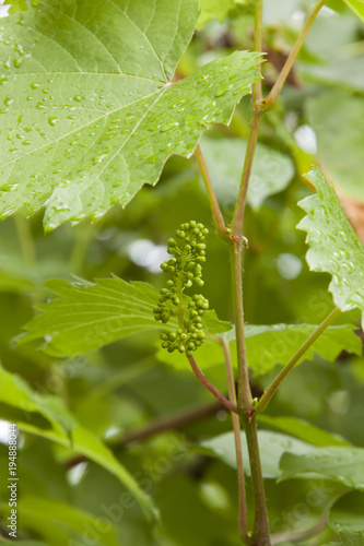 Ovary grapes in garden.