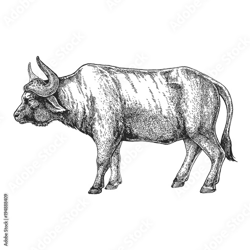 Zoo. African fauna. Bull, ox, buffalo. Hand drawn illustration for tattoo design, emblem, badge, t-shirt print. Engraving of wild animal. Classic vintage style image.