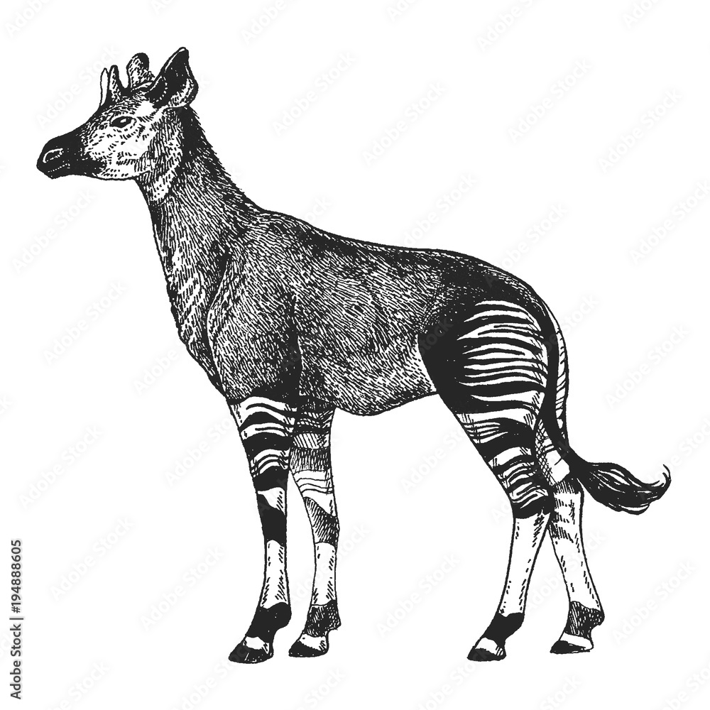 Zoo. African fauna. Okapi. Hand drawn illustration for tattoo