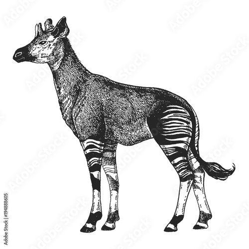 Zoo. African fauna. Okapi. Hand drawn illustration for tattoo design, emblem, badge, t-shirt print. Engraving of wild animal. Classic vintage style image. photo