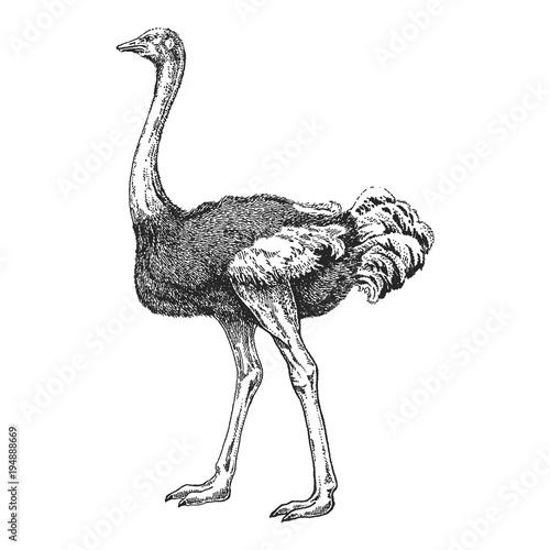 Zoo. African fauna. Bird, ostrich, camel-bird. Hand drawn illustration for tattoo design, emblem, badge, t-shirt print. Engraving of wild animal. Classic vintage style image.