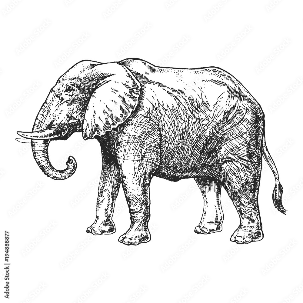 Zoo. African fauna. Elephant. Hand drawn illustration for tattoo design,  emblem, badge, t-shirt print. Engraving of wild animal. Classic vintage  style image. Stock Vector | Adobe Stock