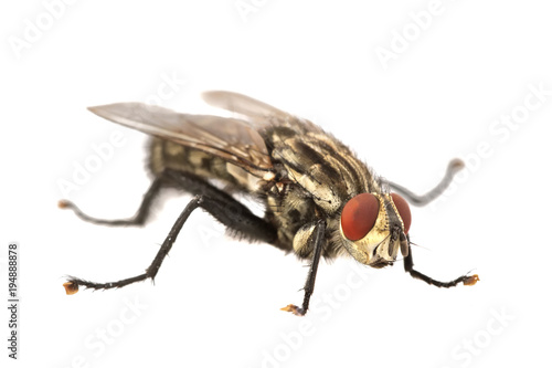 Fly with red eyes on a white background