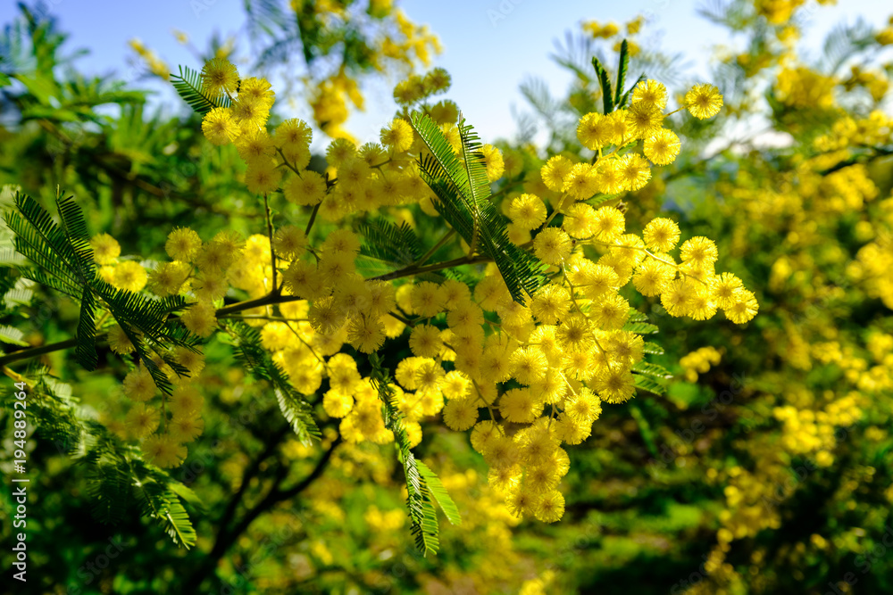 Branche de mimosa en fleurs.