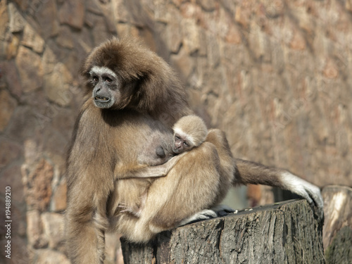 A baby lar gibbon ape, Hylobates lar, has switched off from sucking his mother. Monkey kid clings his hands to the wool. Gibbon with baby sits on a stump. Brown background.